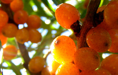 Rakytník (Hippophae rhamnoides L.). 2.diel Rakytník (Hippophae rhamnoides L.). 2.diel